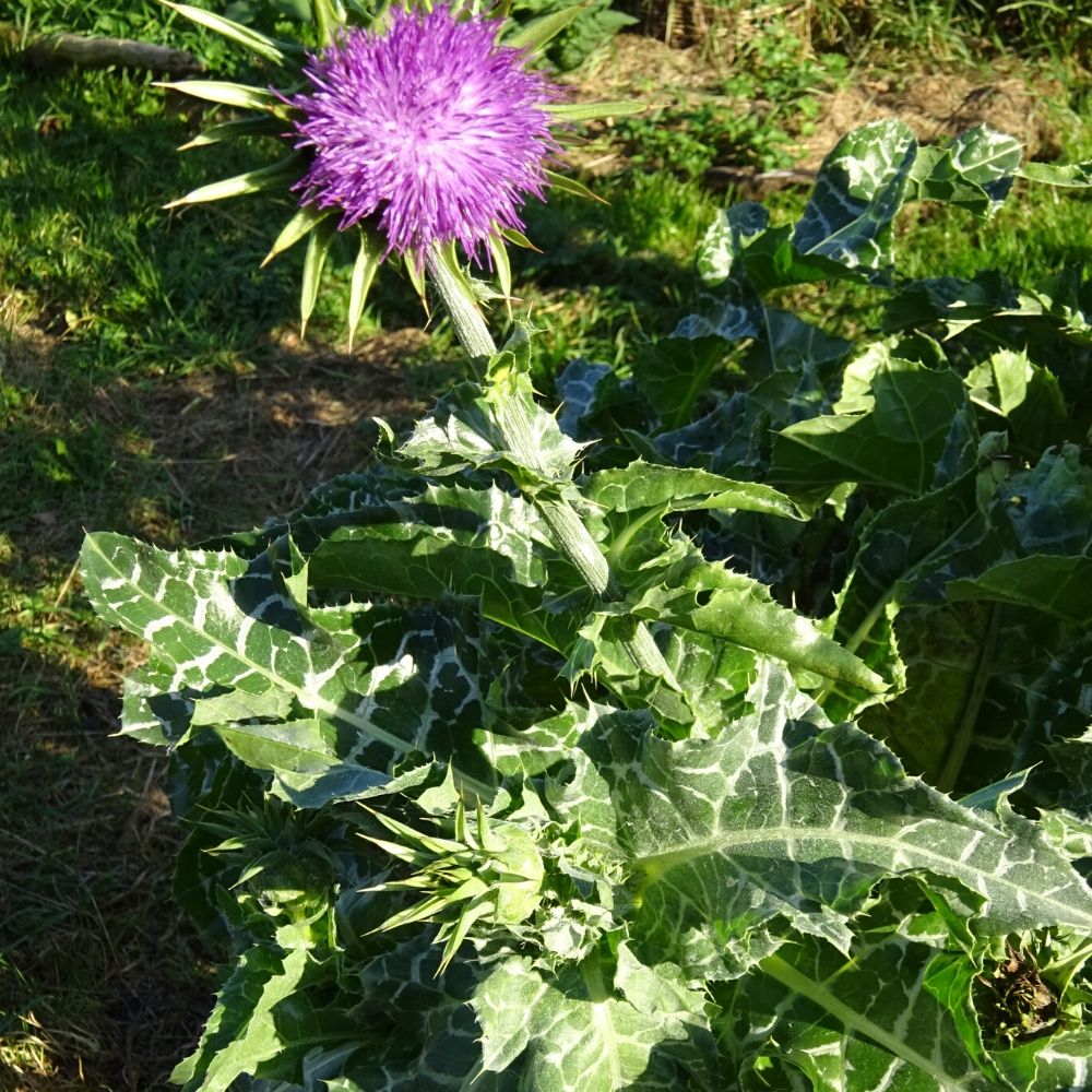 BIO Saatgut Mariendistel – Biogartenladen