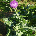 BIO Saatgut Mariendistel