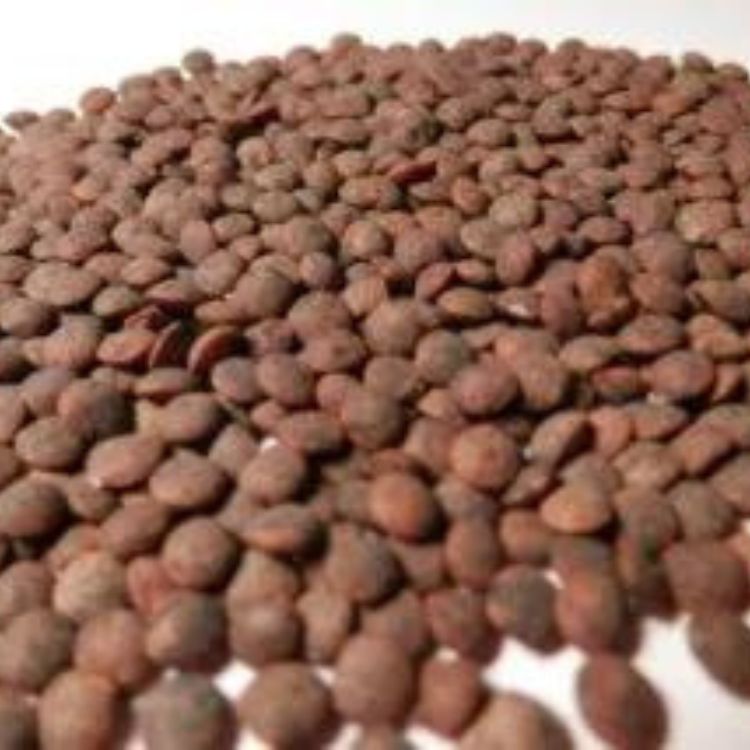 BIO Saatgut Marmorierte Linse