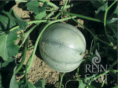 BIO Saatgut Zuckermelone Petit gris de Rennes