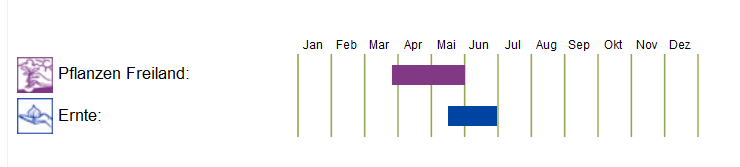 BIO Saatgut Kopfsalat Merveille des quatre saisons, Kulturanleitung