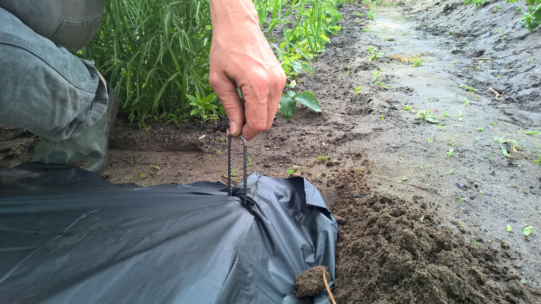Vilmorin Metallklammern zur Folienbesfestigung Anwendung