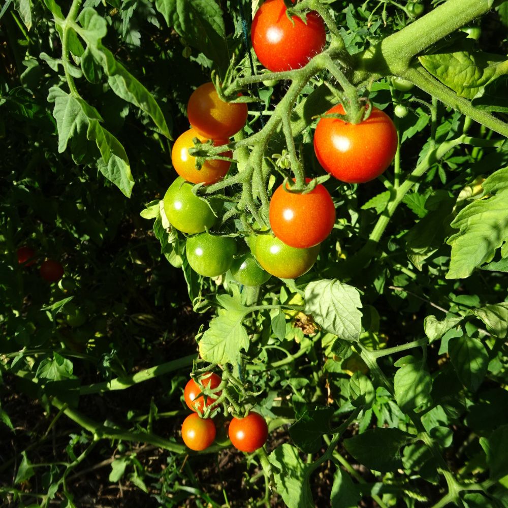 BIO Saatgut Mexikanische Honigtomate