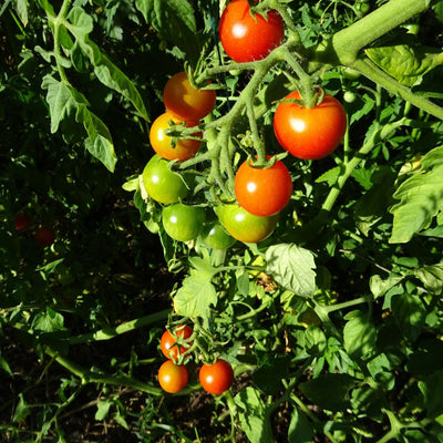 BIO Saatgut Mexikanische Honigtomate