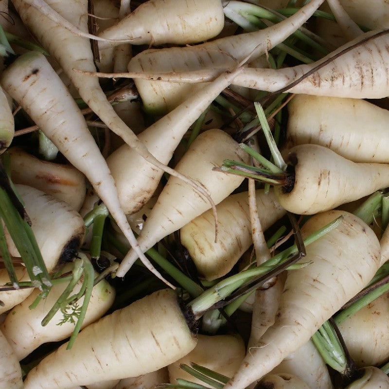 Weiße Möhre Küttiger