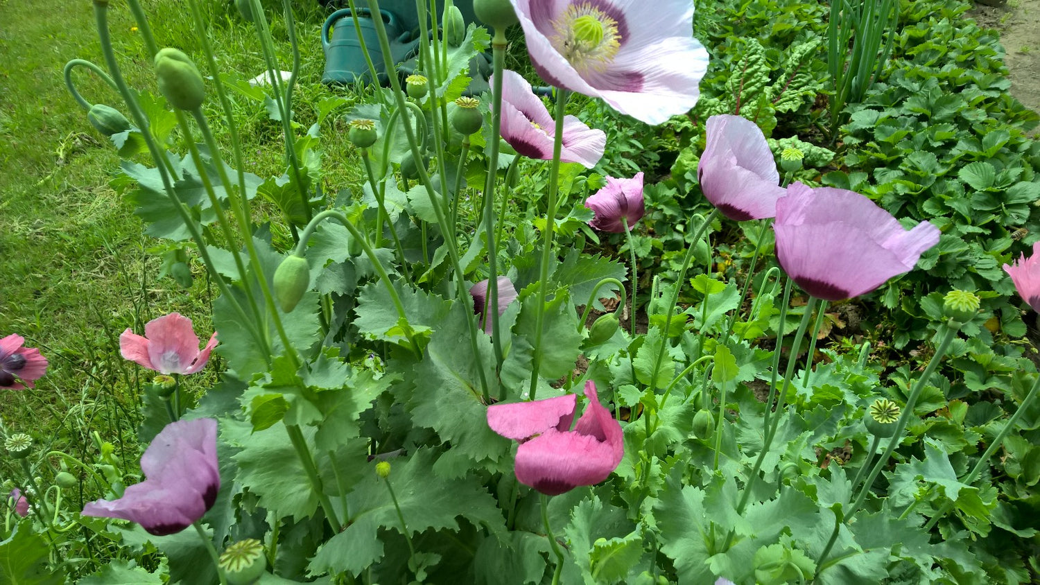 Mohn Planéte rouge du Jura biogartenladen 1
