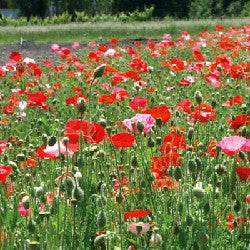 BIO Saatgut Mohn von Reconvilier – Biogartenladen