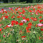 Mohn von Reconvilier