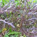 BIO Saatgut Asiasalat Moutarde rouge metis