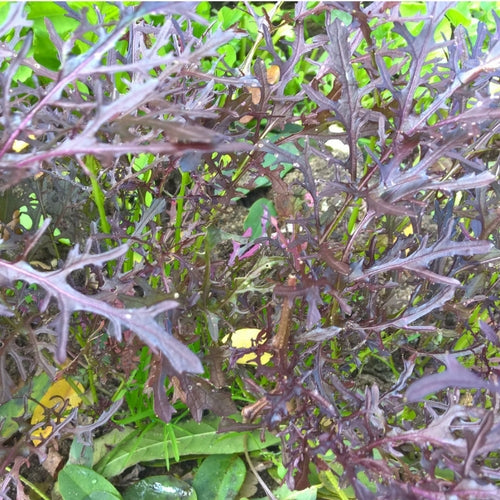 BIO Saatgut Asiasalat Moutarde rouge metis