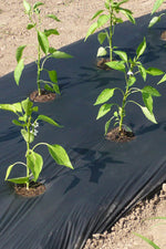 Kompostierbare Mulchfolie für ökologisches Gärtnern – umweltfreundlicher Unkrautschutz für Beete und Langzeitkulturen