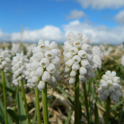 BIO Blumenzwiebeln Traubenhyazinthe White Magic 10 St.