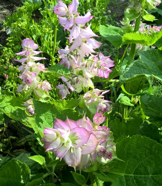 BIO Saatgut Muskatellersalbei