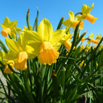 BIO Blumenzwiebeln Narzisse Jetfire