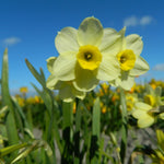 BIO Blumenzwiebeln Narzisse Minnow