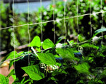 Ranknetz aus Jute für Kletterpflanzen – natürliche Rankhilfe für Urban Gardening und vertikale Gärten