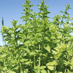 Oregano, griechischer