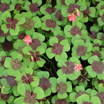 BIO Blumenzwiebeln Glücksklee Oxalis Iron Cross