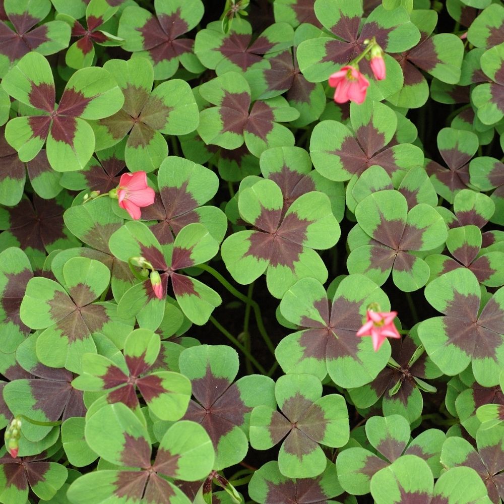 BIO Blumenzwiebeln Glücksklee Oxalis Iron Cross
