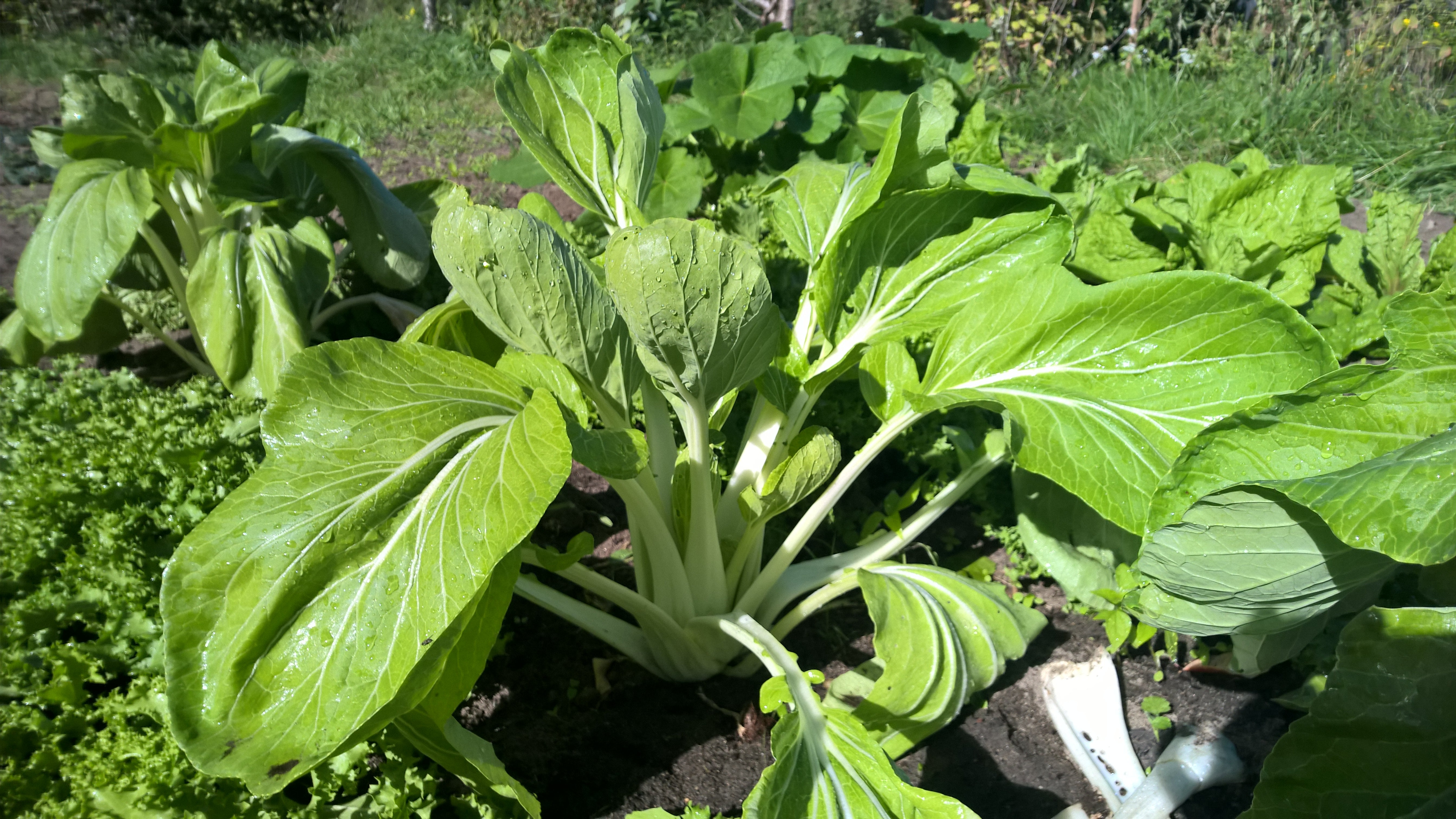 BIO Saatgut Pak Choi White Celery Mustard – Biogartenladen