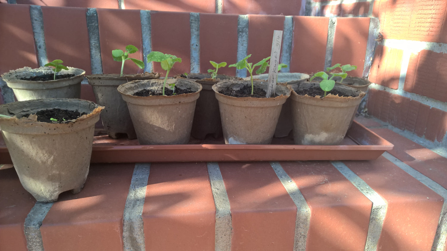 Kompostierbarer Anzuchttopf aus Papierfaser ohne Plastik