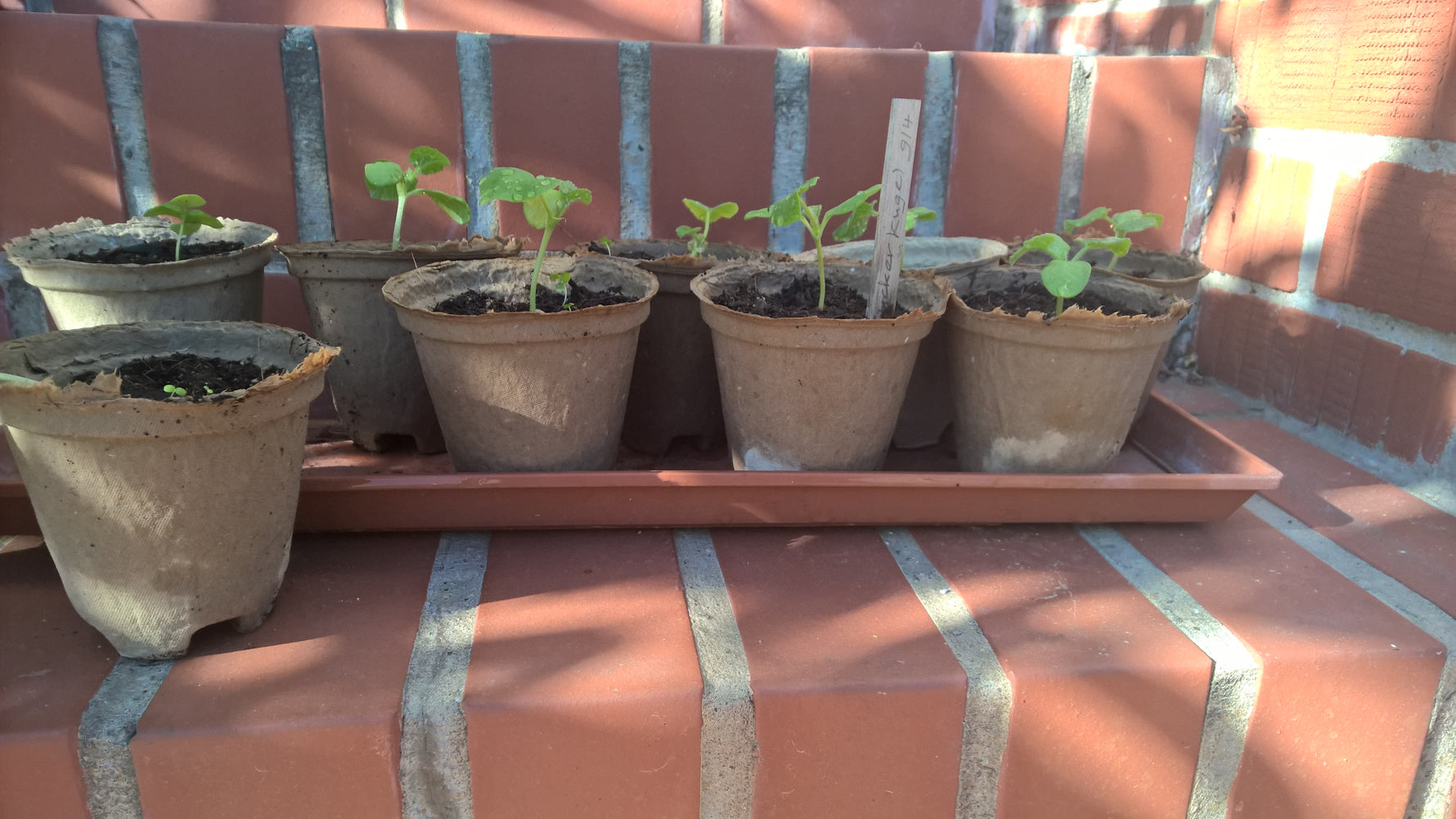 Kompostierbarer Anzuchttopf aus Papierfaser ohne Plastik