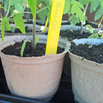 Papierpflanztopf d12