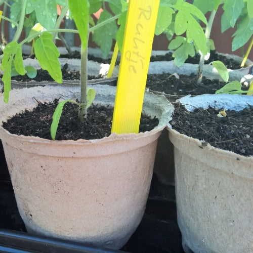 Papierpflanztopf d12