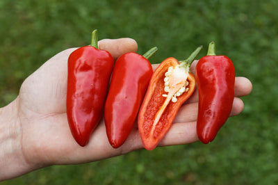 BIO Saatgut Gewürzpaprika Fresno (Poromeo)