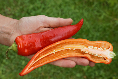 BIO Saatgut Paprika Sweet Banana