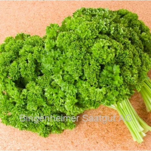 BIO Saatgut Petersilie Mooskrause 2