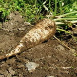 Petersilienwurzel halblange