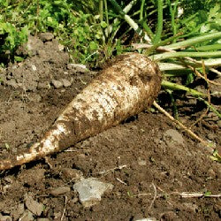 Petersilienwurzel halblange