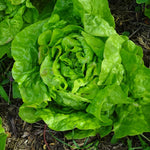 BIO Saatgut Kopfsalat Pilsener Steinkopf