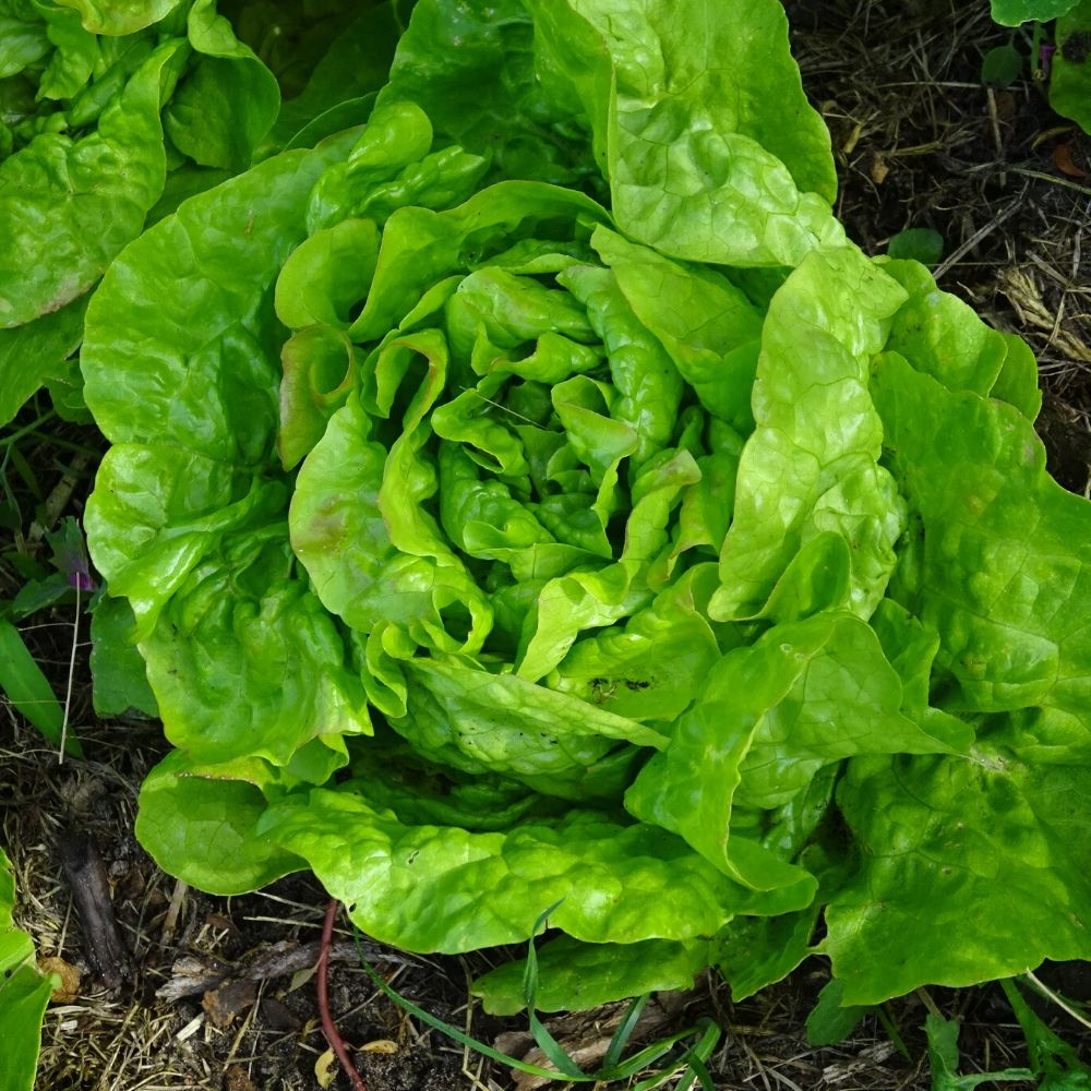 BIO Saatgut Kopfsalat Pilsener Steinkopf