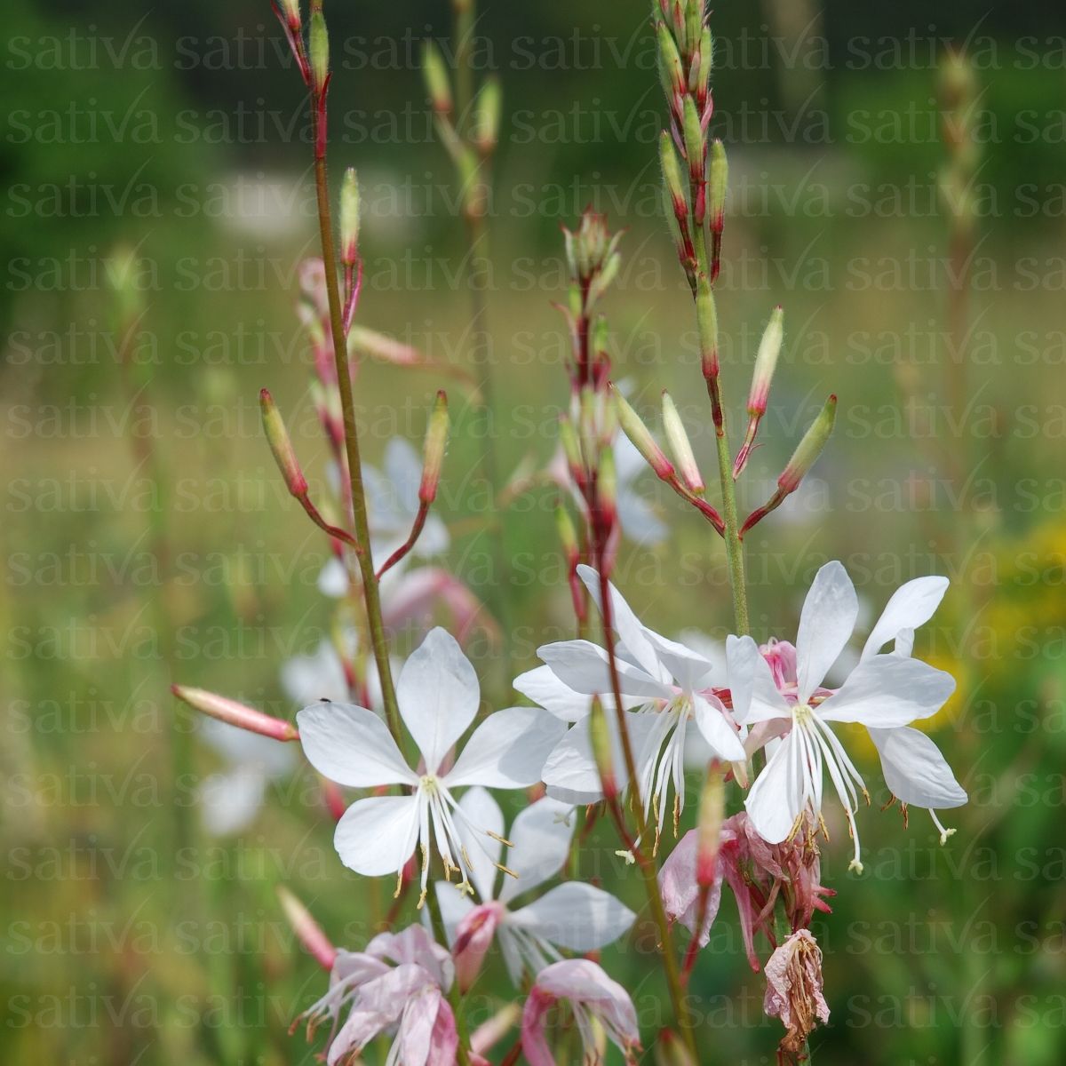 Prachtkerze Gaura lindheimeri