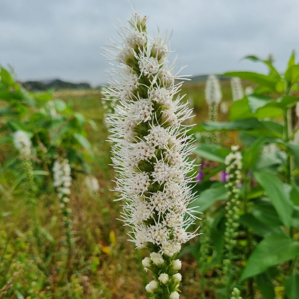 BIO Blumenzwiebeln Prachtscharte weiß