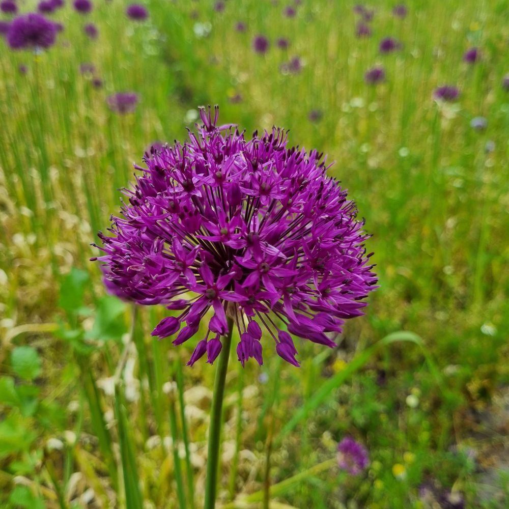 BIO Blumenzwiebeln Allium Purple Rain einzeln