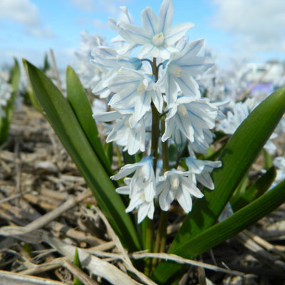BIO Blumenzwiebeln Puschkinie 10 St.