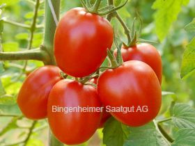 BIO Saatgut Tomate Quadro
