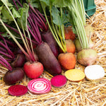 BIO Saatgut Bunte Bete Mischung Sativa