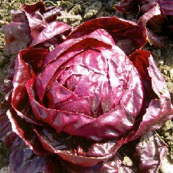 BIO Saatgut Radicchio Roter von Verona – Biogartenladen