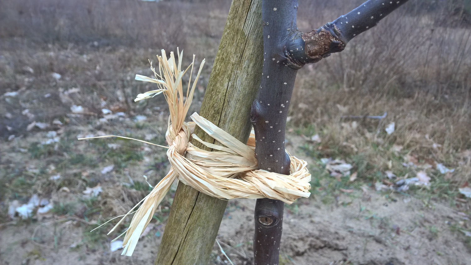 Vilmorin Raffia Naturbast Anwendung