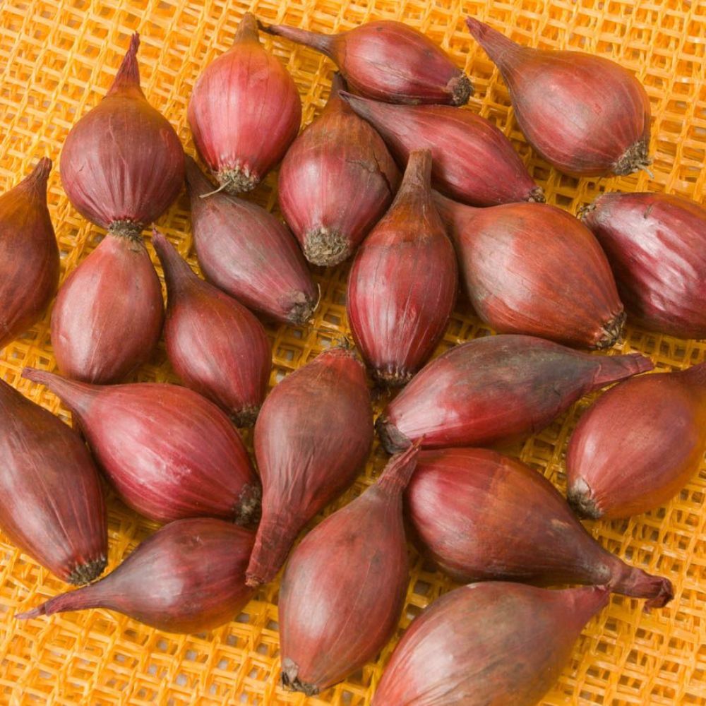 BIO Rote Steckzwiebeln Red Baron, Frühjahr – Biogartenladen