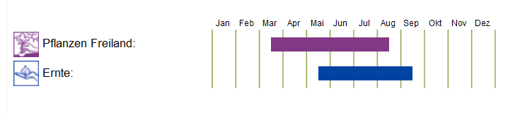 BIO Saatgut Pflücksalat Red Salad Bowl, Kulturanleitung
