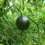 BIO Saatgut Gemüsekürbis Rondini