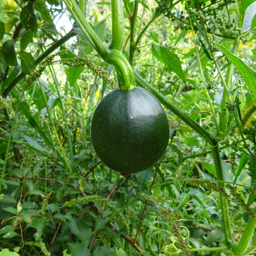 BIO Saatgut Gemüsekürbis Rondini