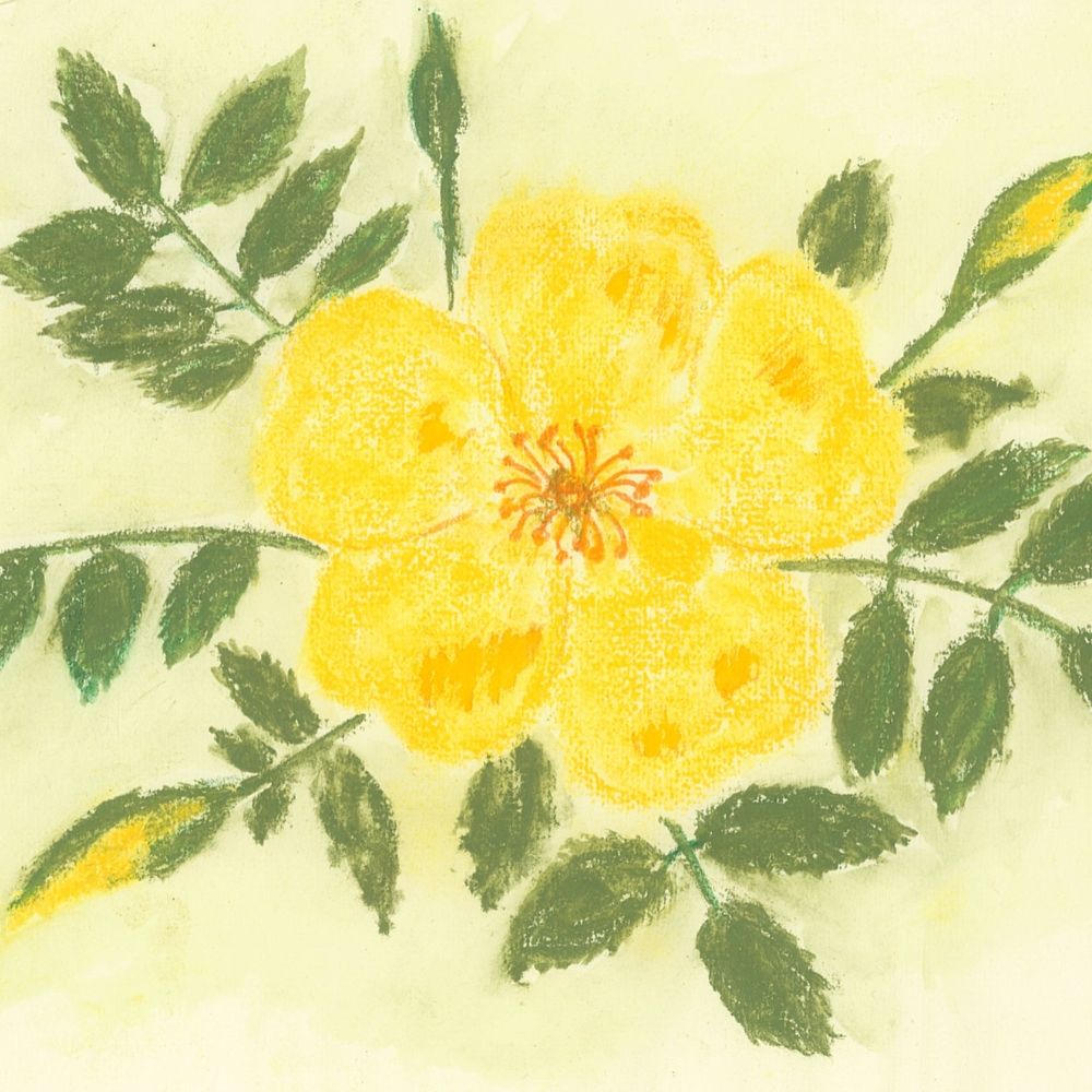 Geschenkgutschein Rose Maiengold von biogartenladen.de mit liebevoll gemaltem Wildrosen-Motiv – ideales Geschenk für naturnahe Gärtner