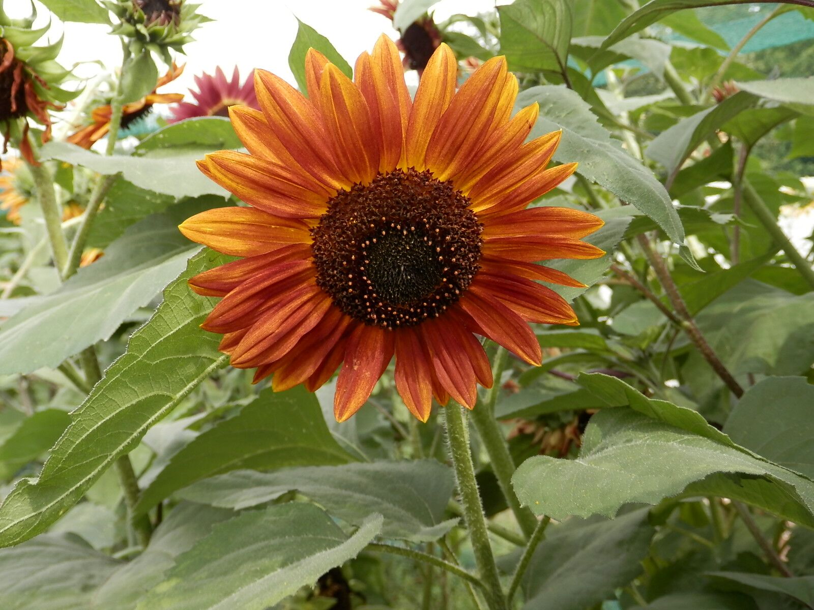 BIO Saatgut Rote Sonnenblume