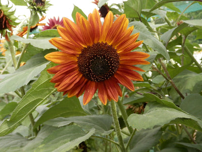 BIO Saatgut Rote Sonnenblume
